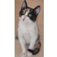Olivia, Mischling - Katze