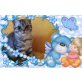 Olivia, Onassis, Obelix, Britisch Kurzhaarkatze - Katze