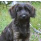 Olivia ist ein kleiner Rohdiamant💖🐶👍, Mischlingswelpin Welpen - Hündin