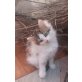 Olivia-sucht DRINGEND liebevolles Zuhause, EKH Mischling Notfall! mit Video - Katze