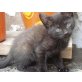 Olivier und Charlotte, Süße Katzenkinder Olivier und Charlotte  - Katze