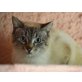 Oliviero, Siammix - Kater