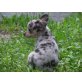 Olli, Chihuahua kurzhaariger Schlag Welpen - Rüde