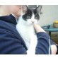 Olli, Europäische Kurzhaarkatze - Kater