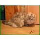 Olli, Perser - Kater