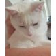 Olli, Pflegestelle in Plankstadt - Kater