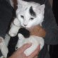 Olli, fast weißer - Kater