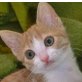 Olly, Mischling - Katze