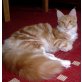 Olympia, Maine Coon - Katze