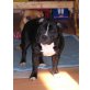Olympia, Staffordshire-Bullterrier - Hündin