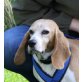 Oma BELLA *Notfall, Beagle - Hündin