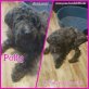 Oma Polly, Puli - Hündin