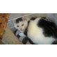 Omally, EKH - Kater