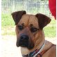 Omar, Boxer Mischling - Rüde