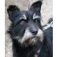 Omelly, Zwergschnauzer-Mischling - Rüde