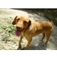 Omero pfiffig und verschmust, Labrador Mix - Rüde