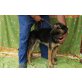 Ona, Deutscher Schäferhund - Hündin