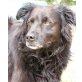 Onix, Flat Coated Retriever - Rüde