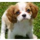 Only You, Cavalier King Charles Spaniel Welpen - Hündin