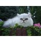 Only You of the Catsresidens, Perser Silber - Katze