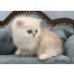 Onyx of Jesscor Cats, Exotisch Kurzhaar - Katze
