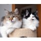 Oohlala und Lady Day von Moenus, Norwegische Waldkatze - Katze