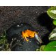 Oophaga pumilio solarte