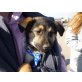 Ophelia-Melli, Schäferhund-MIX Welpen - Hündin
