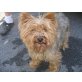 Opi, Yorkshire Terrier - Rüde