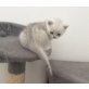 Optimus, Britisch Kurzhaarkatze - Kater