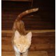 Orange, Mischling - Kater