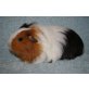 Orangina, Sheltie - weiblich