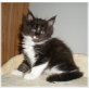 Orca, Maine Coon - Kater