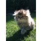 Orcan, Perser - Kater