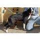 Orchidea, superlieber Familienhund - Hündin