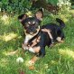 Oreo, Chihuahua  Pinscher Mischling - Rüde