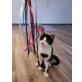 Oreo, Hauskatze - Kater