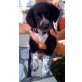 Oreo, Jagdhund-Mischling Welpen - Rüde