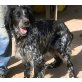 Oreo, Setter - Rüde
