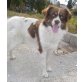 Oreo-hübscher Kerl sucht ein Zuhause - Rüde