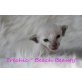 Orientalische Babys, Orientalische Kurzhaar - Kater