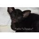 Orientalische Babys, Orientalische Kurzhaar - Kater