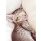 Orientalische Kurzhaar - Kater