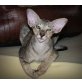 Orientalische Kurzhaar - Katze