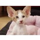 Orientalische Kurzhaar - Katze