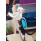 Orientalische Kurzhaar - Katze