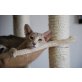 Orientalische Kurzhaar - Katze