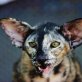 Orientalische Kurzhaar - Katze