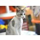 Orietta, EKH - Katze