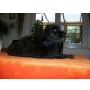 Orion, Wasserhund Mix - Rüde